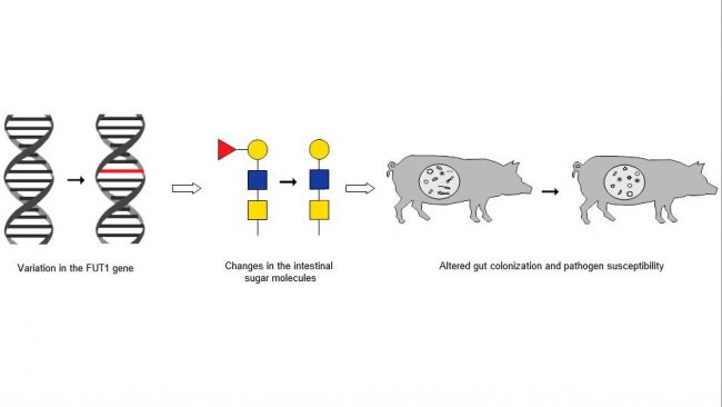 The chain of events that links a known variation in the FUT1 gene to changes in intestinal sugar molecules and in altered gut colonization and pathogen susceptibility.