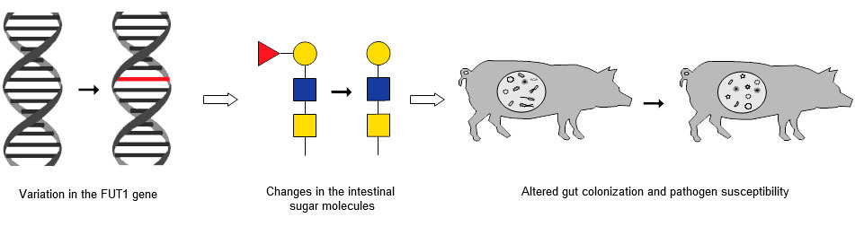 The chain of events that links a known variation in the FUT1 gene to changes in intestinal sugar molecules and in altered gut colonization and pathogen susceptibility.