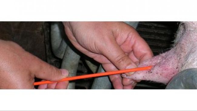 Post-Cervical Artificial Insemination in a sow