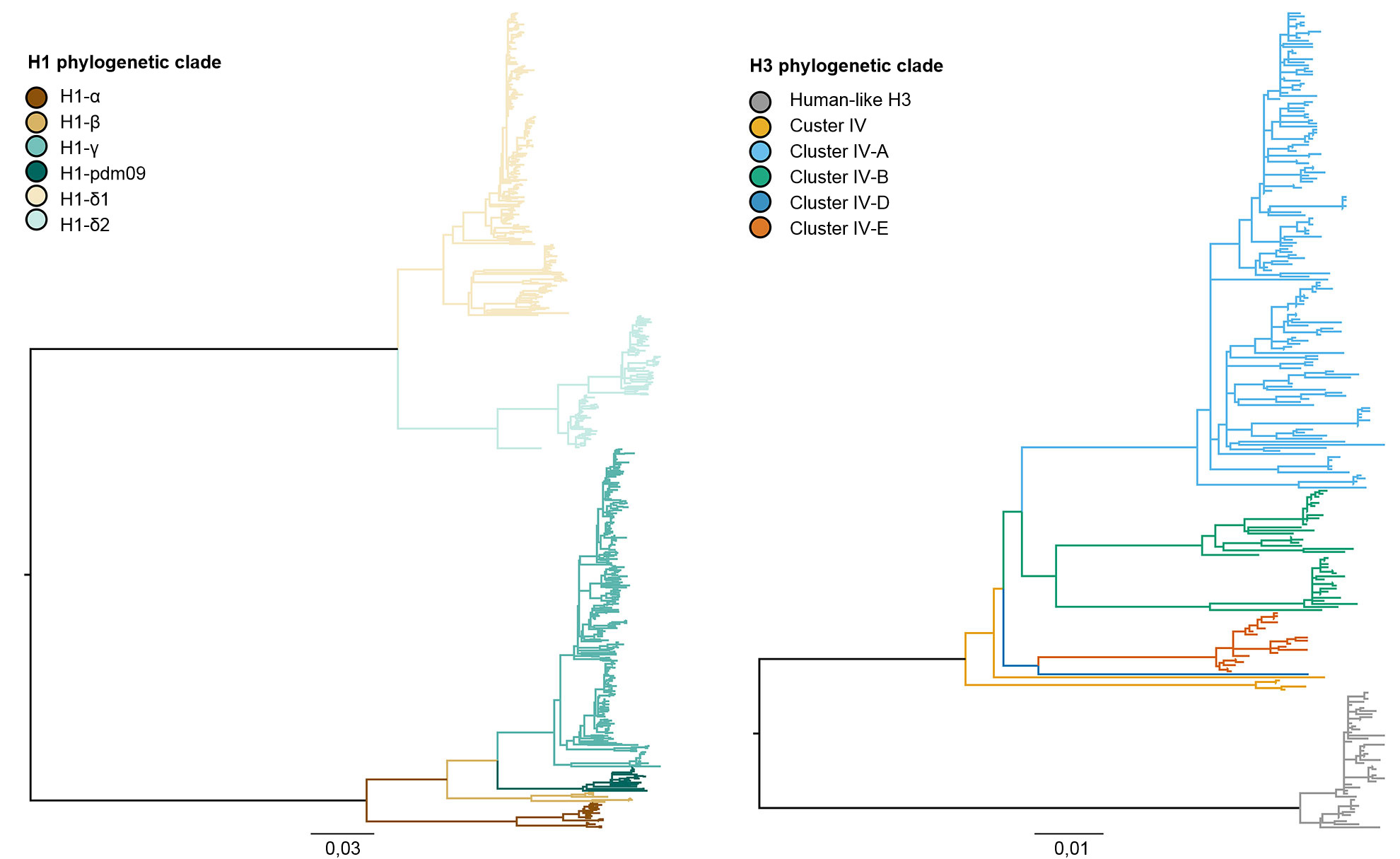 Phylogenies describing the genetic relationships of swine H1 and H3 influenza A hemagglutinin gene sequences from 2015 generated using maximum likelihood methods. Branch color represents clade designations. All branch lengths are drawn to scale, and the scale bar indicates the number of nucleotide substitutions per site.
