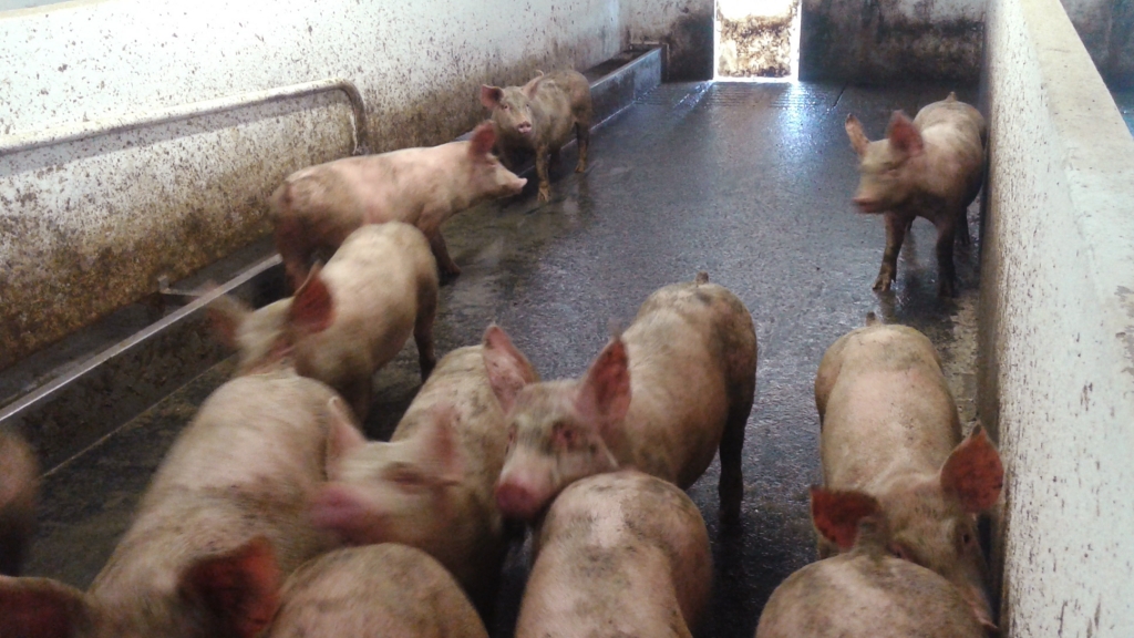 Fattening pigs with a clean pen.