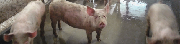 Fattening pigs with a dirty pen.