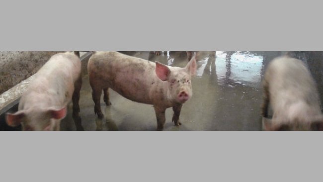 Fattening pigs with a dirty pen.