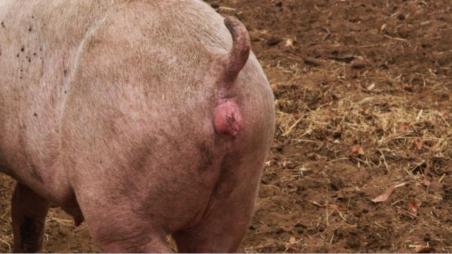 Oestrus in the gilt synchronised following the use of altrenogest