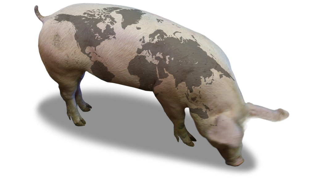 Pig with world map