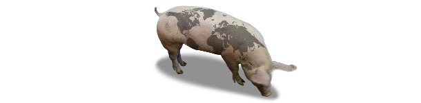 Pig with world map