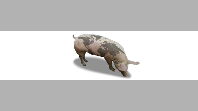 Pig with world map