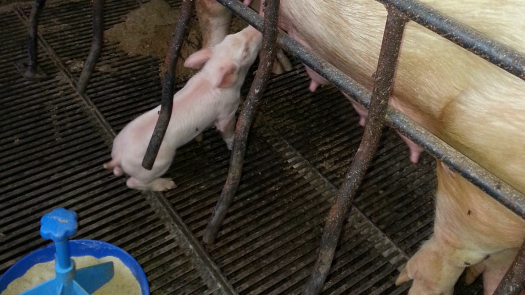 Attitude of a hungry piglet due to maternal hipogalaxia.