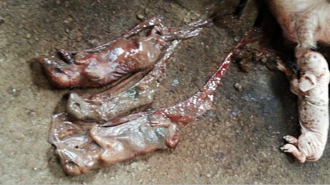 Mummies of different sizes caused by parvovirus infection and premature farrowing caused by PRRSv in the farrowing unit.
