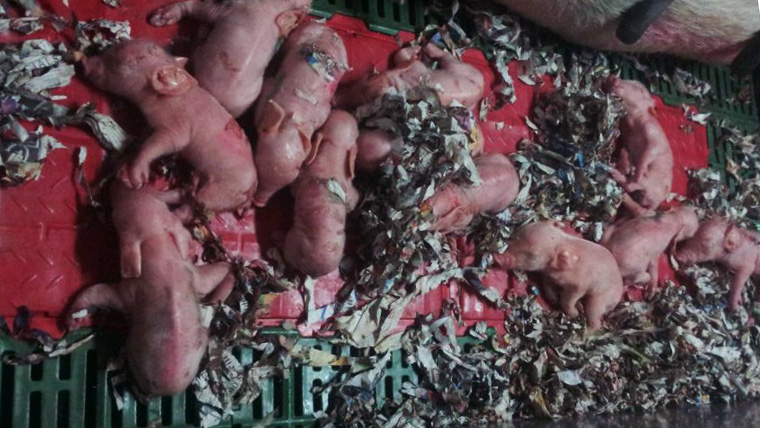 Litter of nonviable piglets due to PRRSv infection.