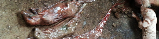 Mummies of different sizes caused by parvovirus infection and premature farrowing caused by PRRSv in the farrowing unit.