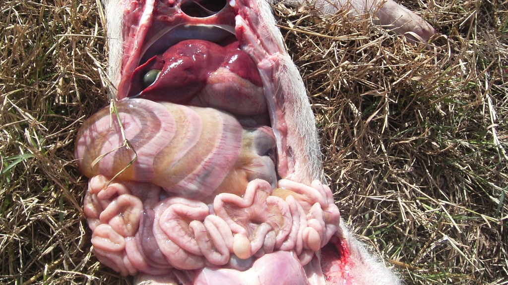 Mesocolon oedema caused by infection with E. Coli.  1