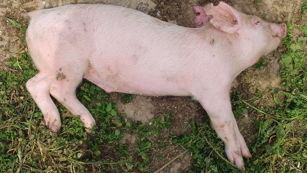 Rearing pig with nervous symptoms caused by oedema disease. 1