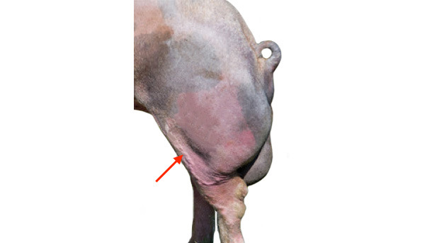 Varicose veins in a boar