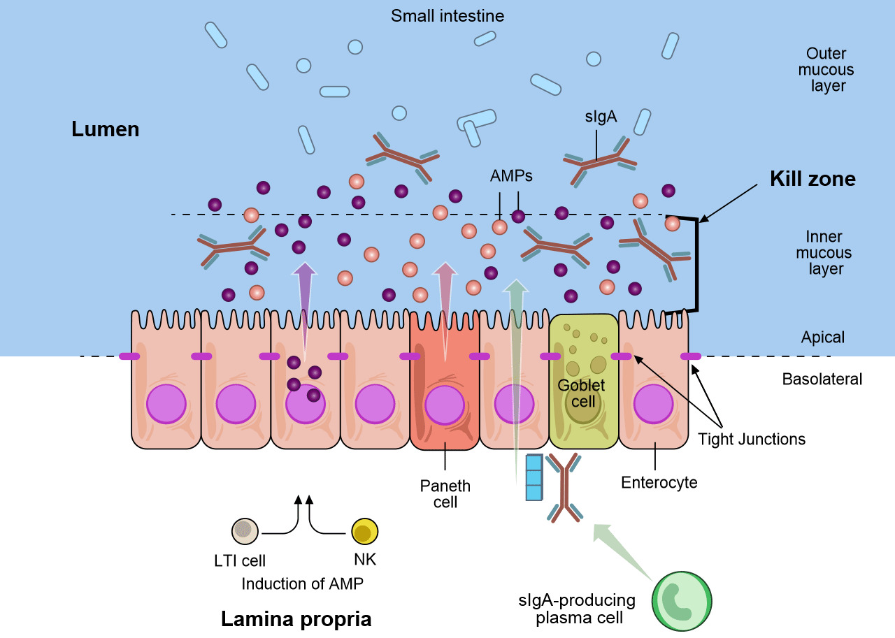 Healthy mucosal defenses and mucosal dysbiosis