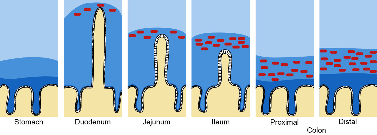 Mucous and mucin barrier in the intestinal tract