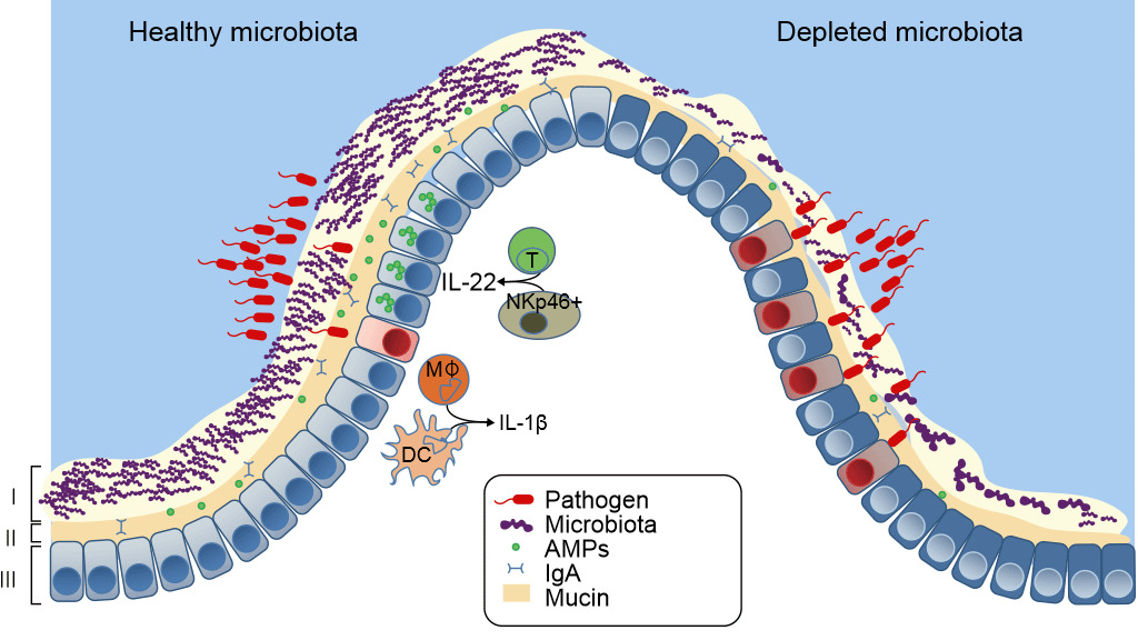 The mucosal defenses of the GI tract