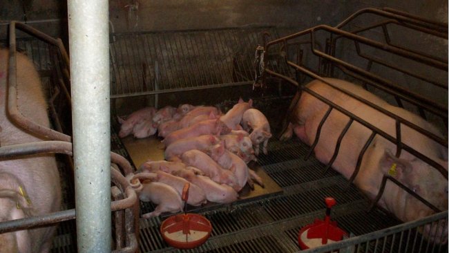 Farrowing room with partitions removed