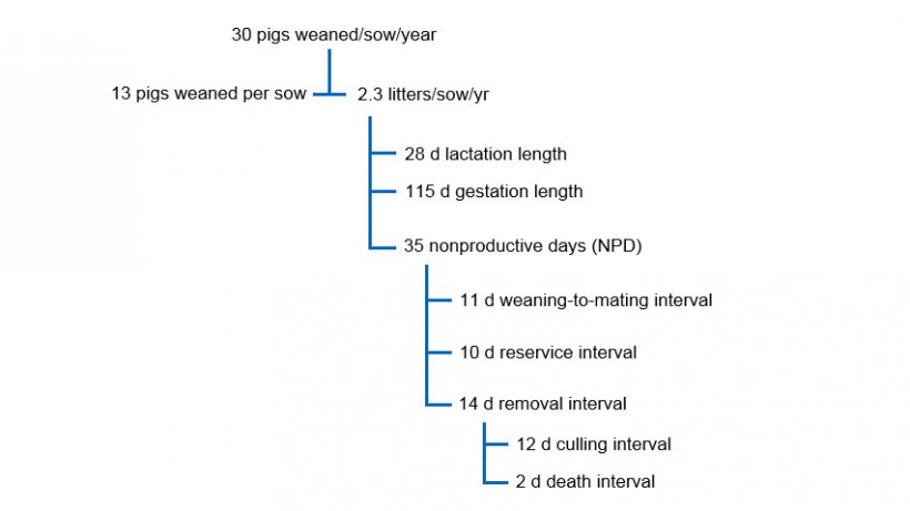 Fig. 1 Inter-relationship between NPD and other performance factors in a productivity tree for 30 pigs weaned per sow per year.
