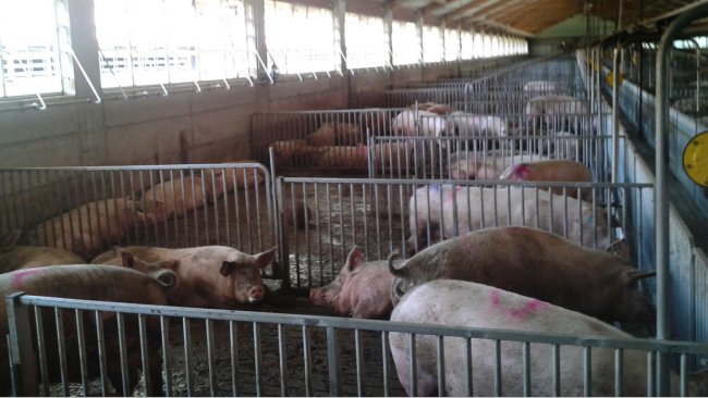 Pregnant sows in pens
