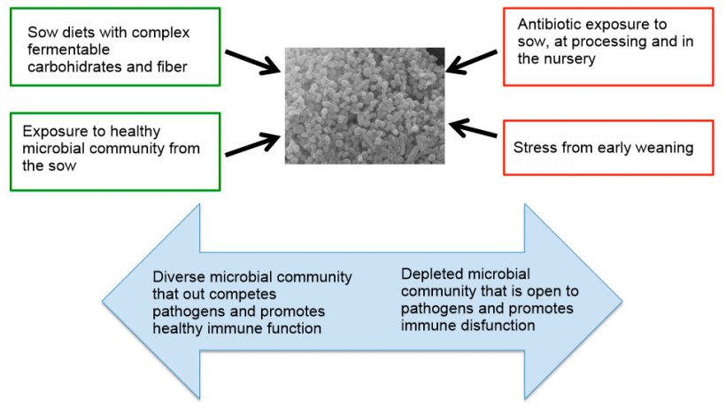 Figure 2. Factors influencing the development of a healthy microbiome.