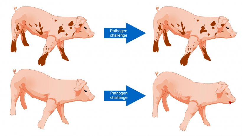 Figure 1. Pigs exposed to an environment with more microbes are better able to tolerate a disease challenge as a result of a diverse microbial community and more robust immune system.
