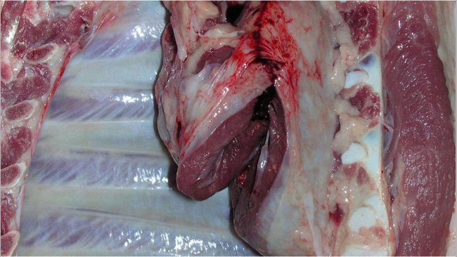 Pericarditis in a slaughtered pig.
