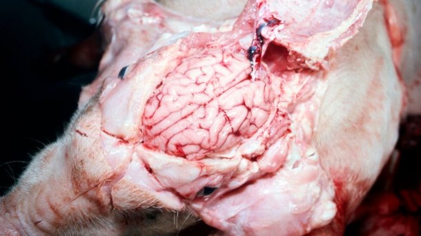 Figure 5. A visibly wet brain.