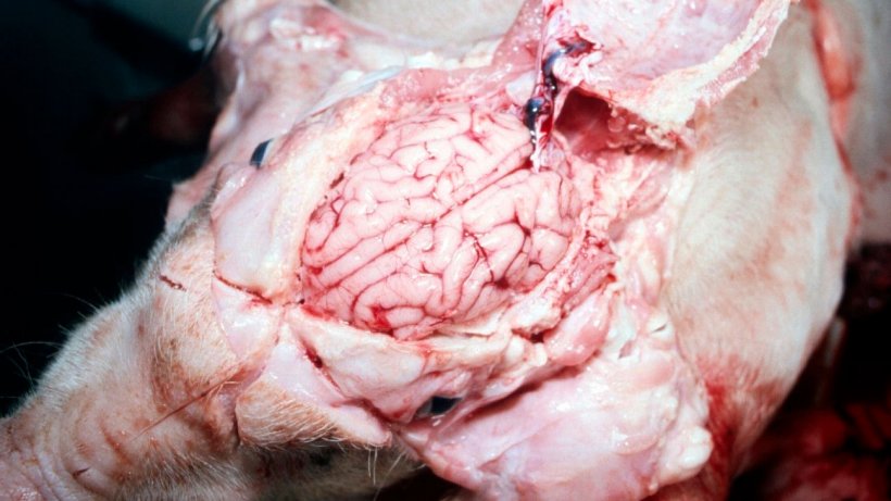 Figure 5. A visibly wet brain.

