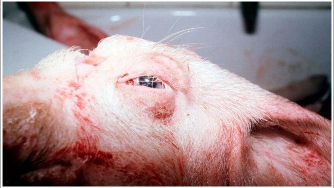 Figure 2. Swollen eyes in an affected pig.
