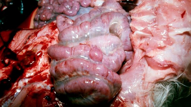 Figure 4. Oedema of the mesentery of the spiral colon.