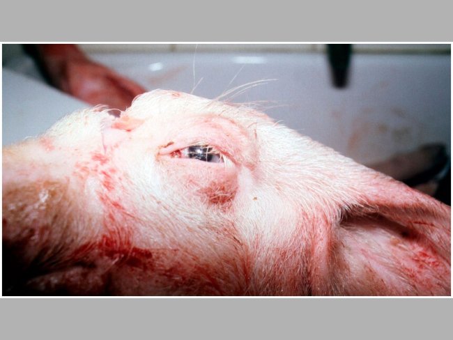Figure 2. Swollen eyes in an affected pig.

