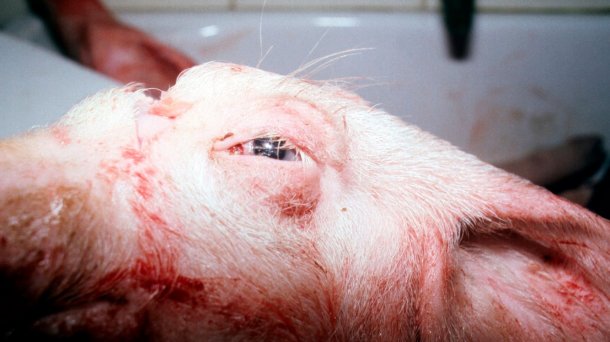 Figure 2. Swollen eyes in an affected pig.