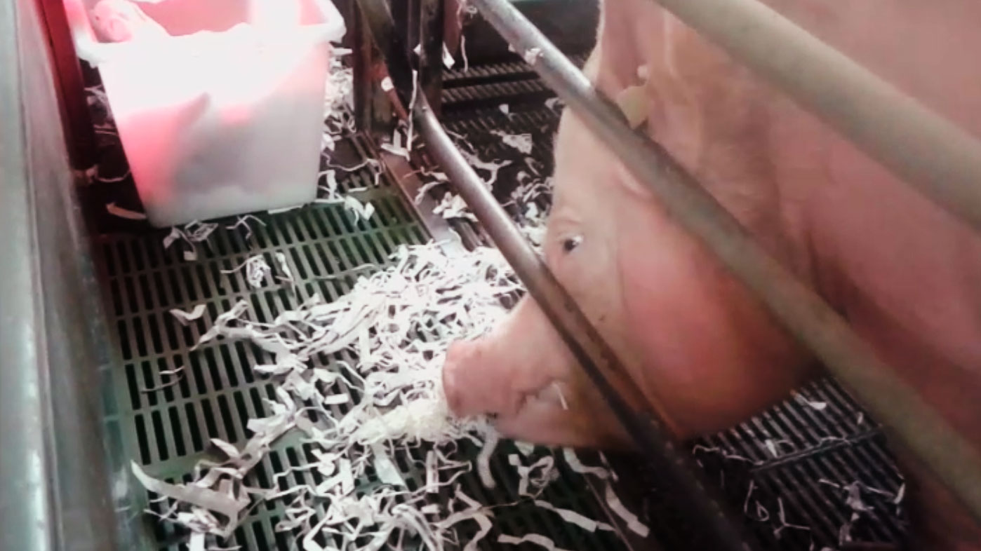 Supplying the sows with paper to improve their welfare.
