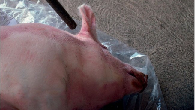 Figure 4. Using a shotgun at short range in a recumbent pig, aim behind the ear towards the opposite eye.