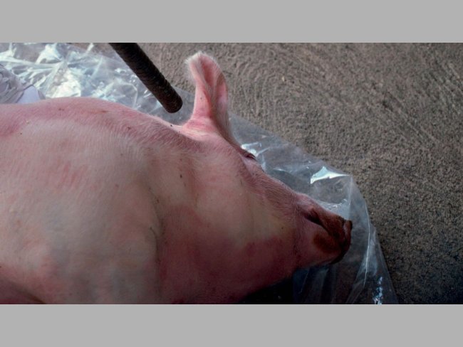 Figure 4. Using a shotgun at short range in a recumbent pig, aim behind the ear towards the opposite eye.
