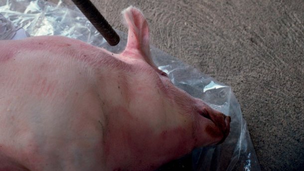 Figure 4. Using a shotgun at short range in a recumbent pig, aim behind the ear towards the opposite eye.
