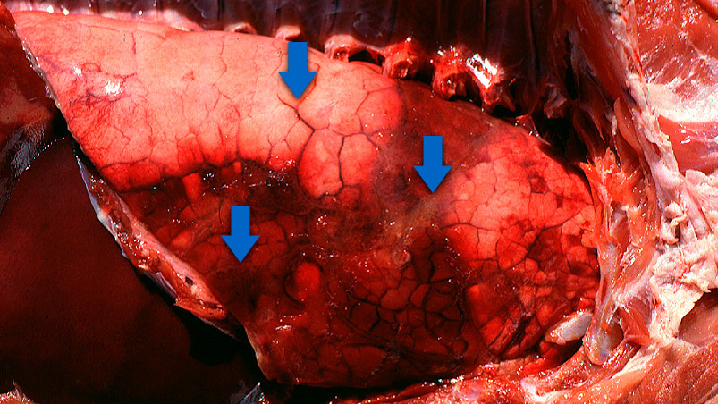 Acute pleuropneumonia in swine: three observations (indicated by arrows) can frequently be made: consolidated areas that are from dark red to black, interlobular edema and subtle fibrinous pleuritis. Picture courtesy of Dr Robert Desrosiers
