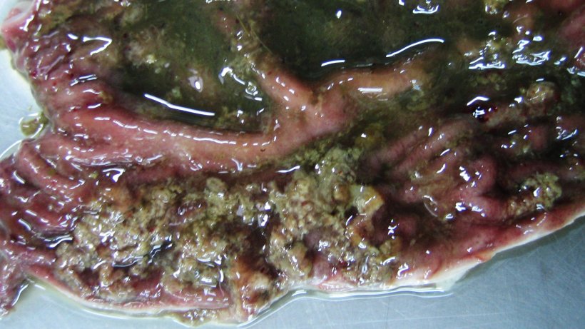 Colon of a 10 week-old pig with swine dysentery. Superficial necrosis of the mucosa associated with discrete hemorrhage and catarrhal content.

