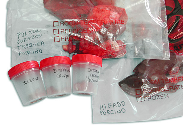 Photo&nbsp;2: Every organ or intestinal section should be packed separately in a hermetically sealed container.
