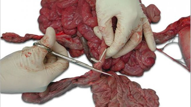Photo 1:Tie up the ends of the intestinal section before cutting.
