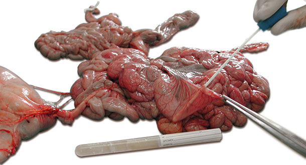 Photo 3: Swab sampling of an affected intestinal section.

