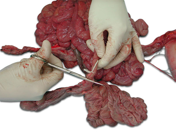 Photo 1:Tie up the ends of the intestinal section before cutting.
