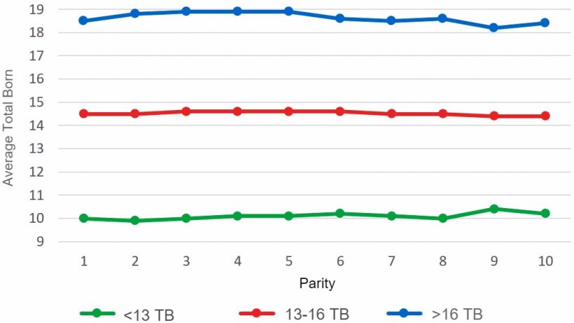 Graph&nbsp;4: Average piglets Total Born&nbsp;(TB) according to parity&nbsp;for litters of less than 13, between 13 and 16&nbsp;or more than 16 Total Born piglets.&nbsp;Analysis of&nbsp;93.896 farrowings&nbsp;from hyperprolific sows recorded from&nbsp;October 14 to September 16 &nbsp;
