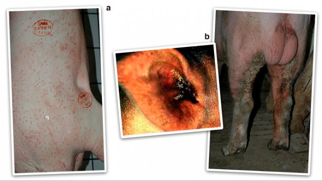 Figure 2. Allergic or erythematous presentation (papules and reddened skin areas) (a) and chronic or hyperkeratotic presentation (b).
