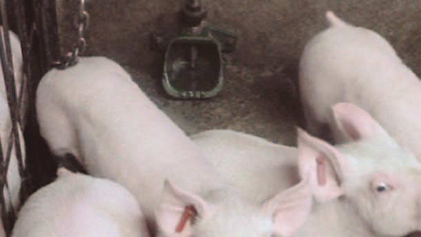 Picture 4: Bowl drinker at a low height &nbsp;
