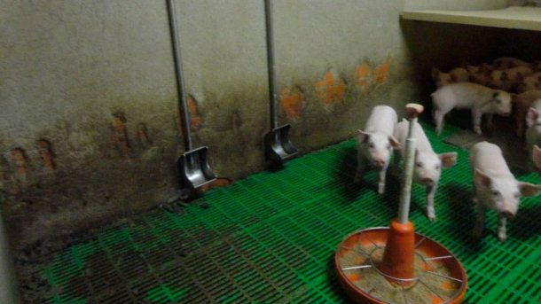 Picture&nbsp;3: Bowl drinker. Its main advantage is the reduced water waste, which helps&nbsp;reduce slurry production. On the other hand, correct&nbsp;placement is essential to avoid them getting excesively dirty.
