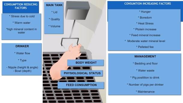 Factors affecting pig water consumption
