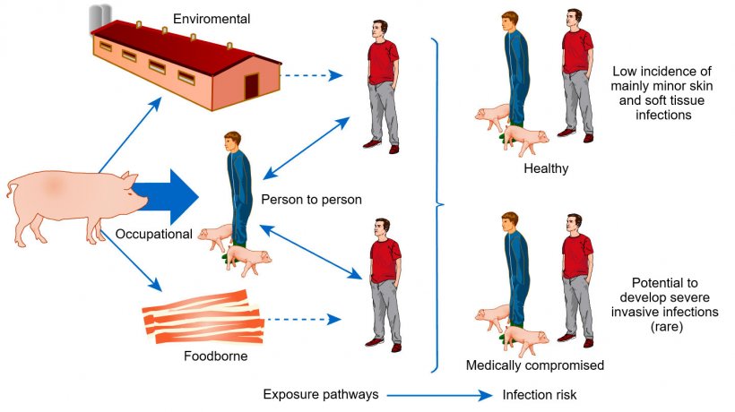 Conceptual model of pathways of exposure and risks of infection with livestock associated S. aureus
