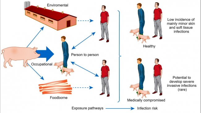 Conceptual model of pathways of exposure and risks of infection with livestock associated S. aureus
